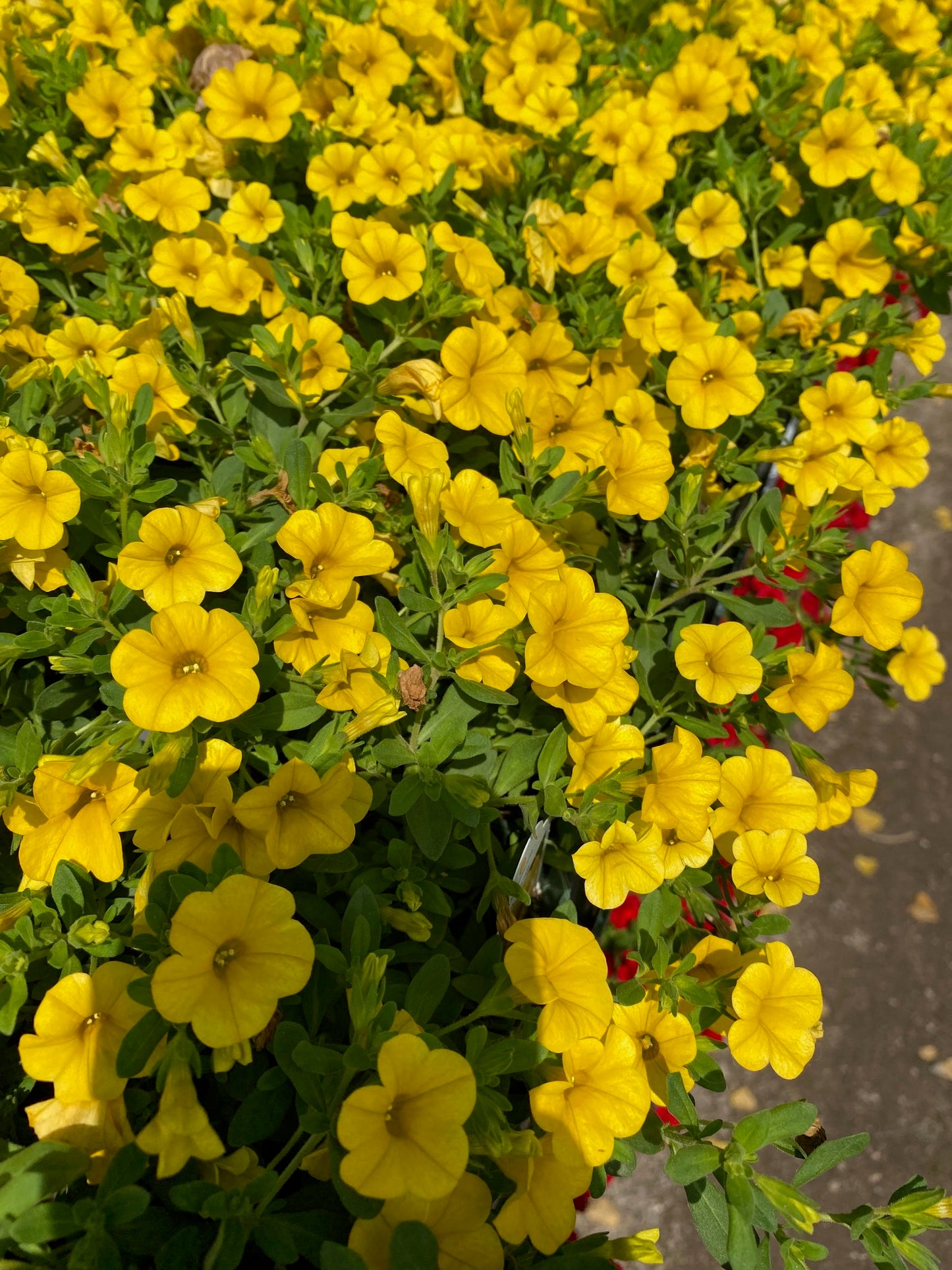 Calibrachoa
