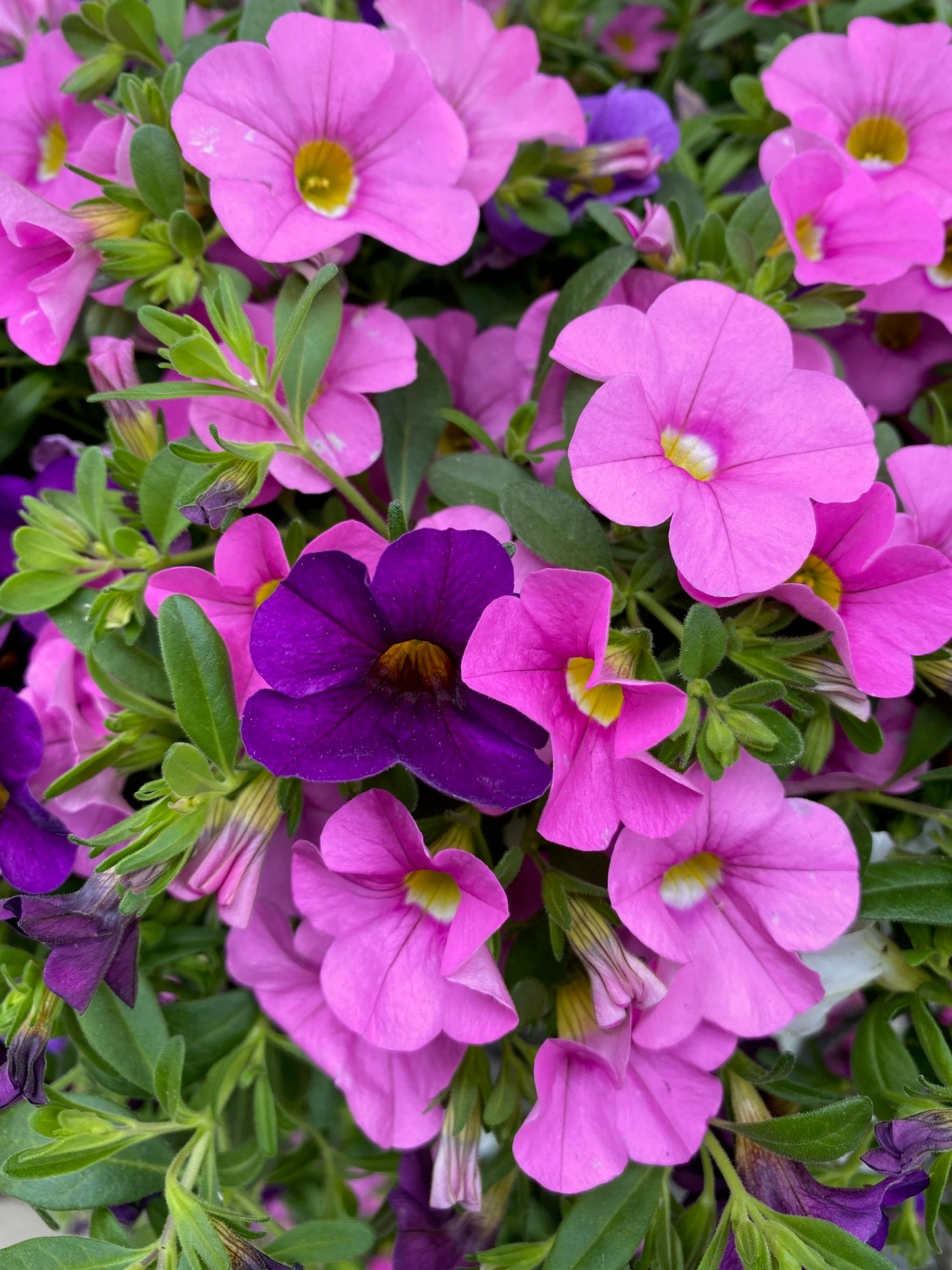 Calibrachoa