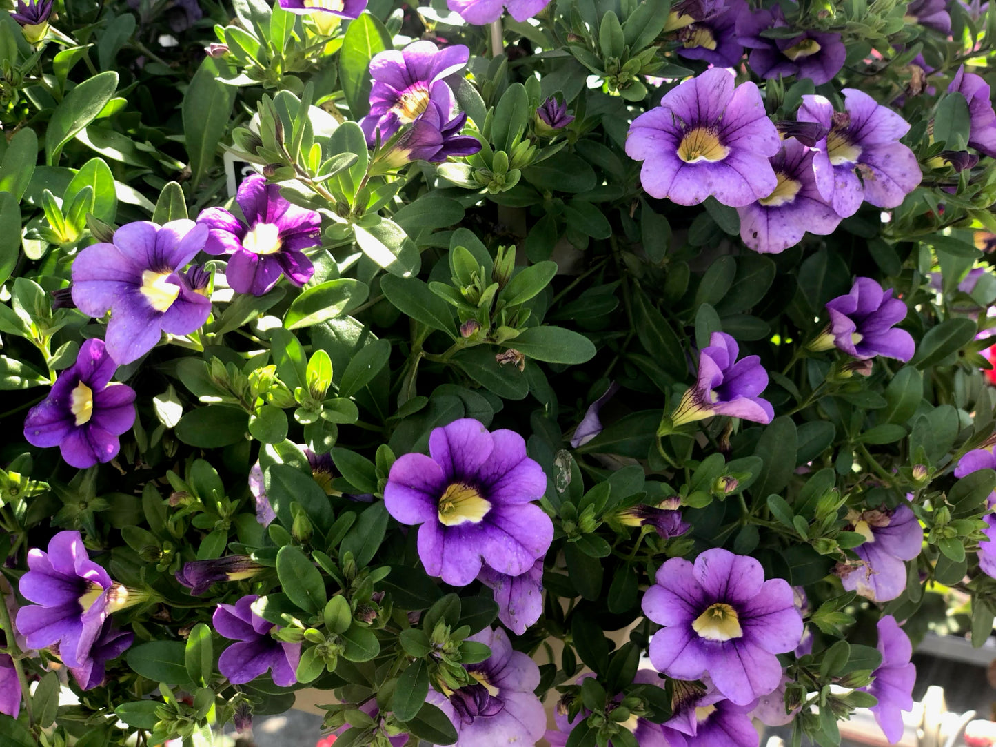 Calibrachoa