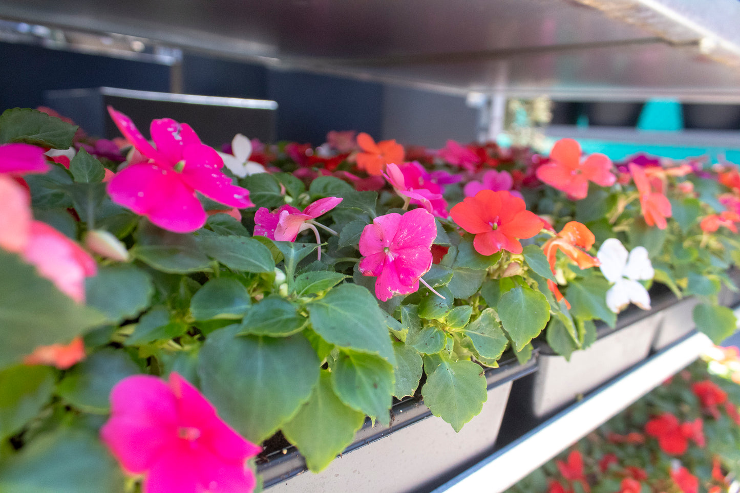 Impatiens Flowers