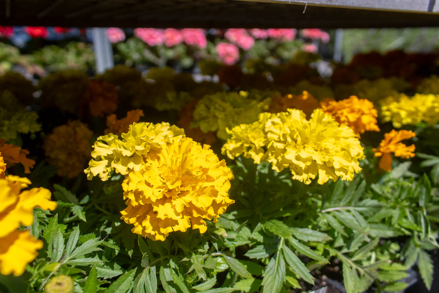 Marigolds