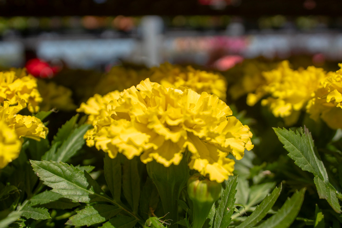 Marigolds