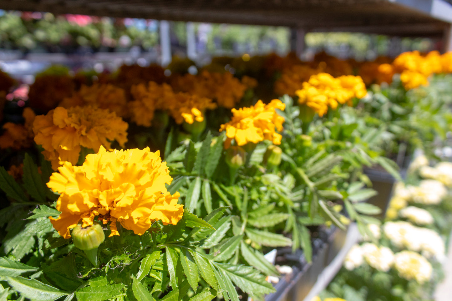 Marigolds