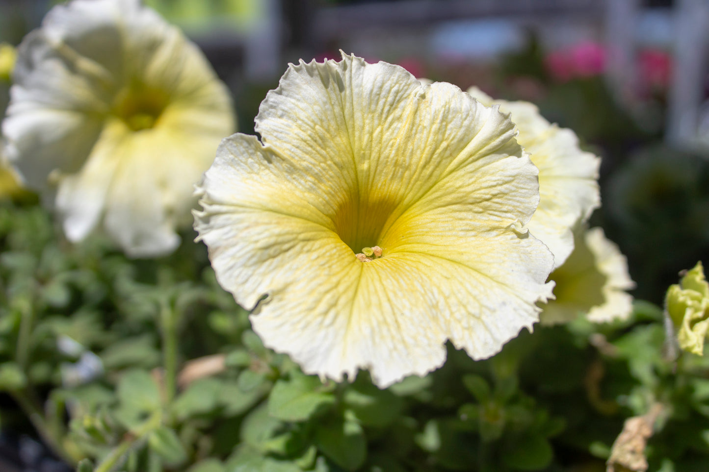 Petunia