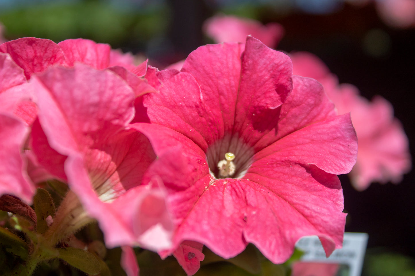 Petunia