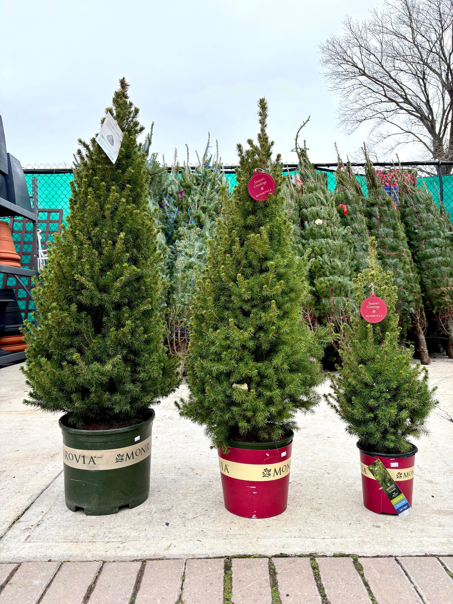 Dwarf Alberta Spruce - Picea 'Conica'