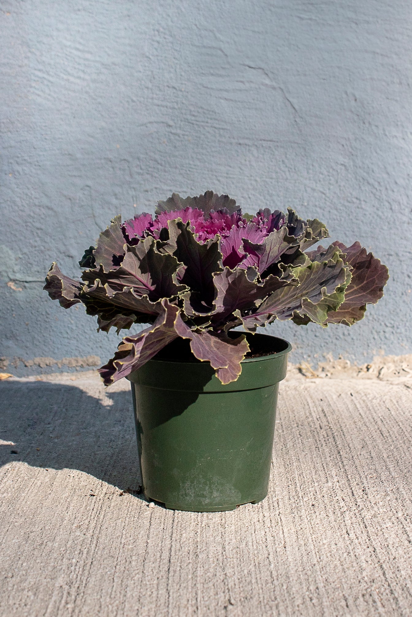 Ornamental Cabbage and Kale