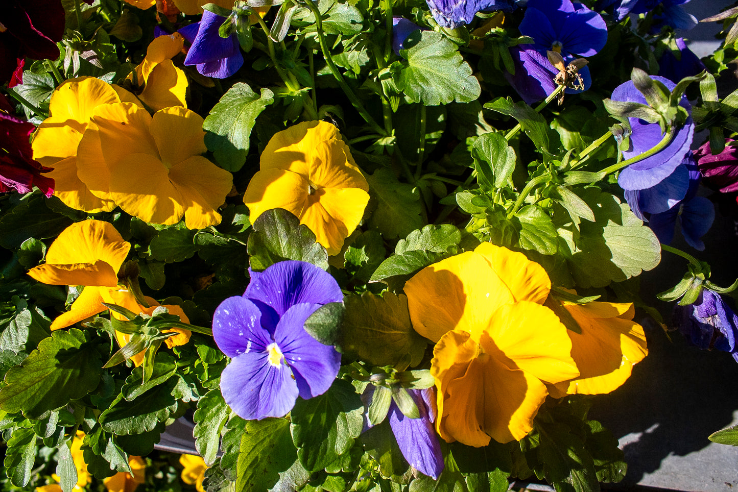 Pansy