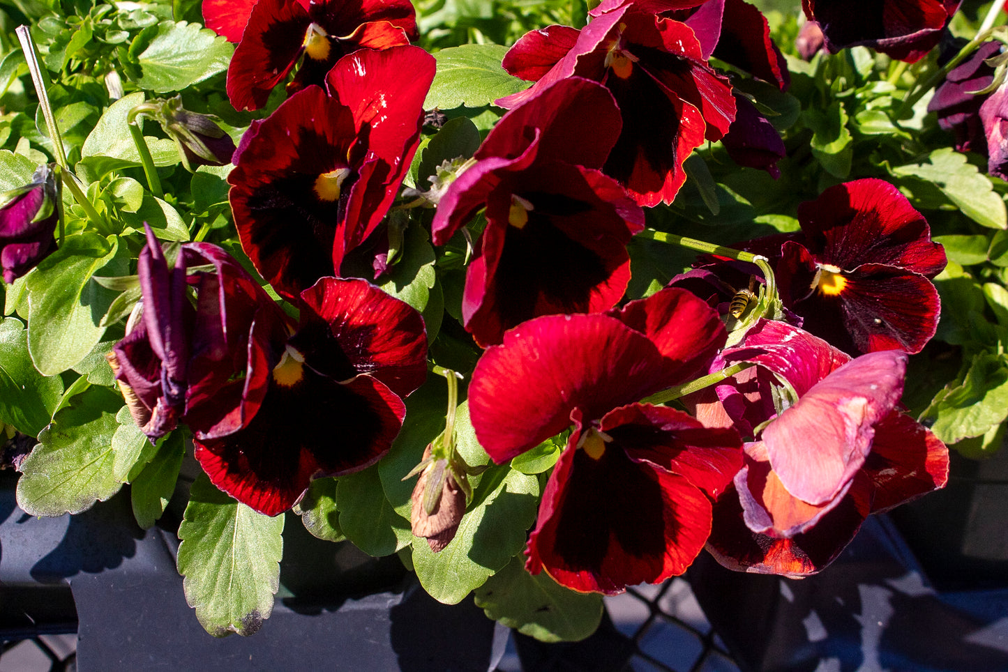 Pansy