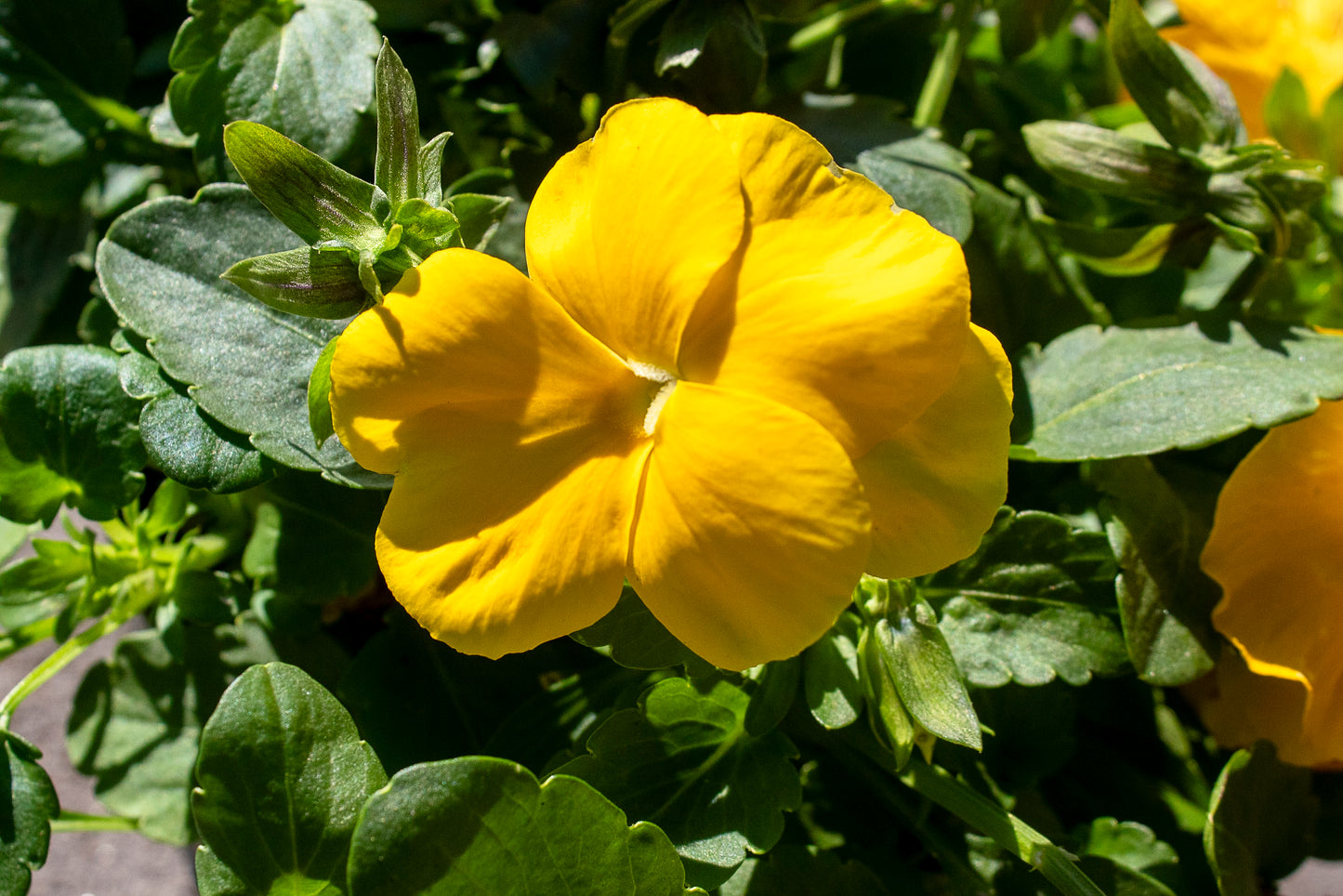 Pansy