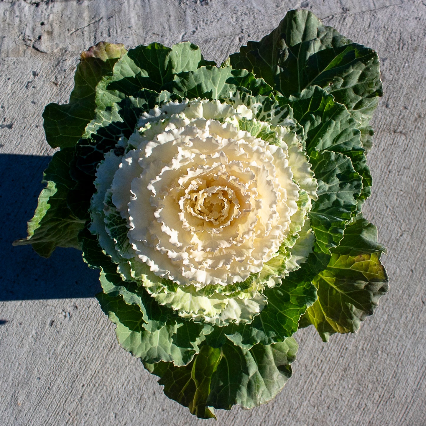 Ornamental Cabbage and Kale