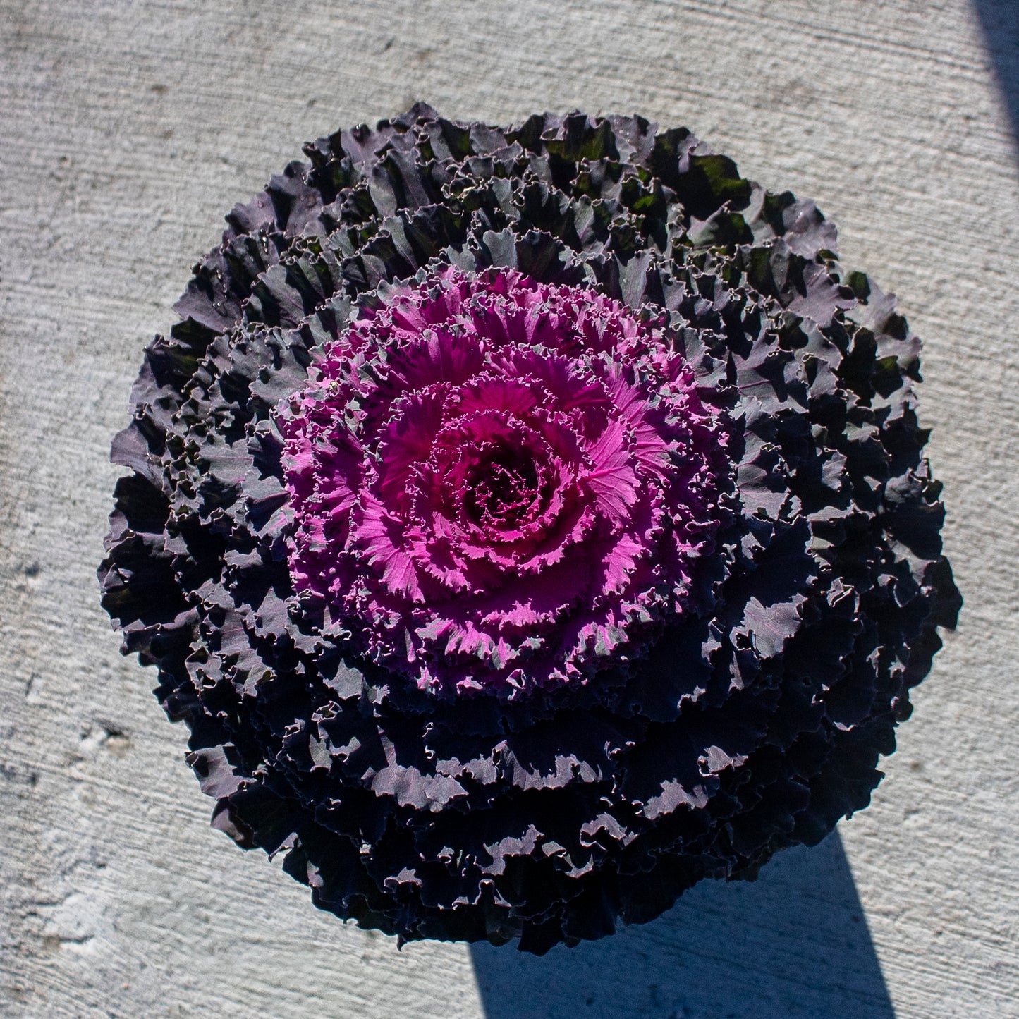 Ornamental Cabbage and Kale