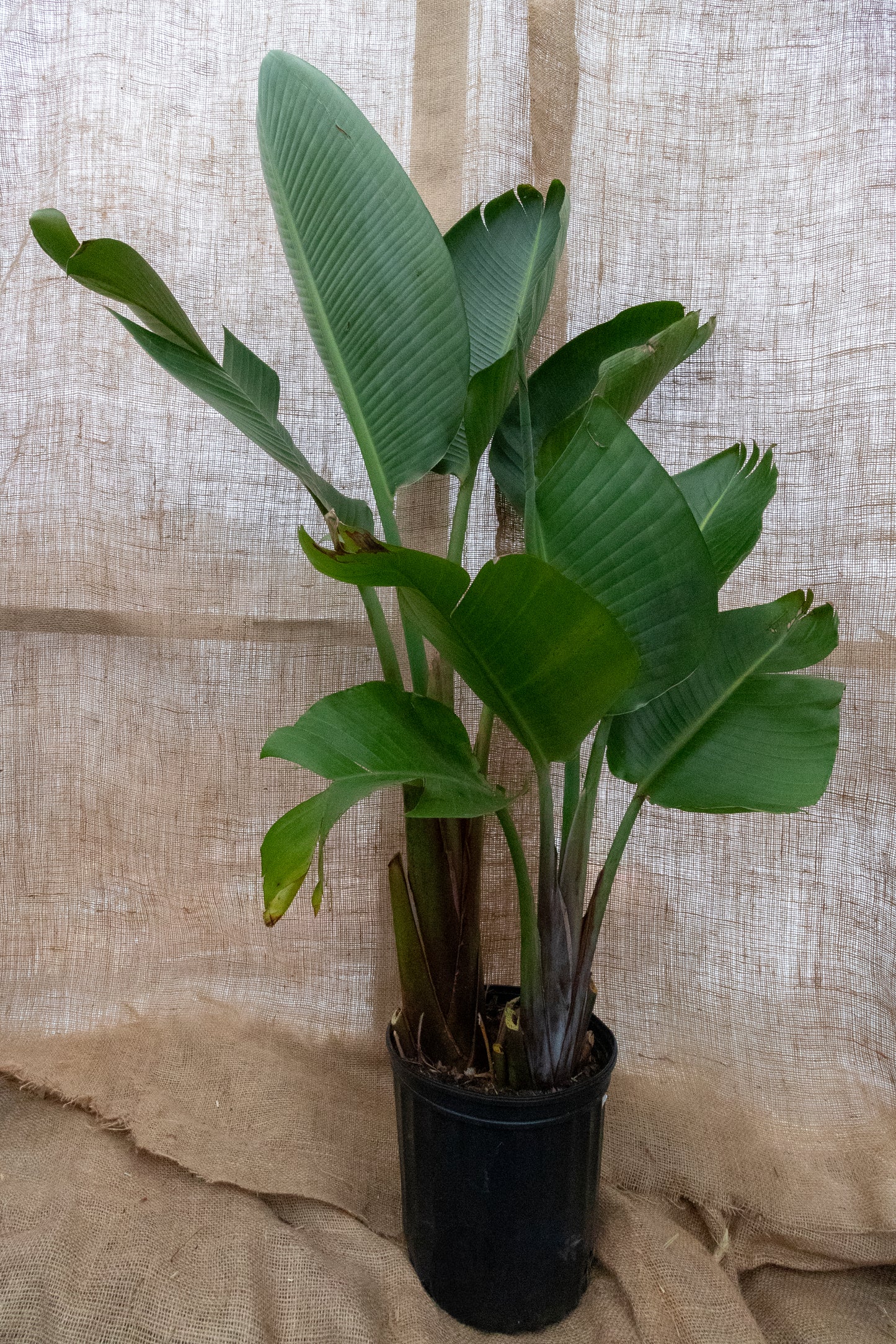 White Bird of Paradise