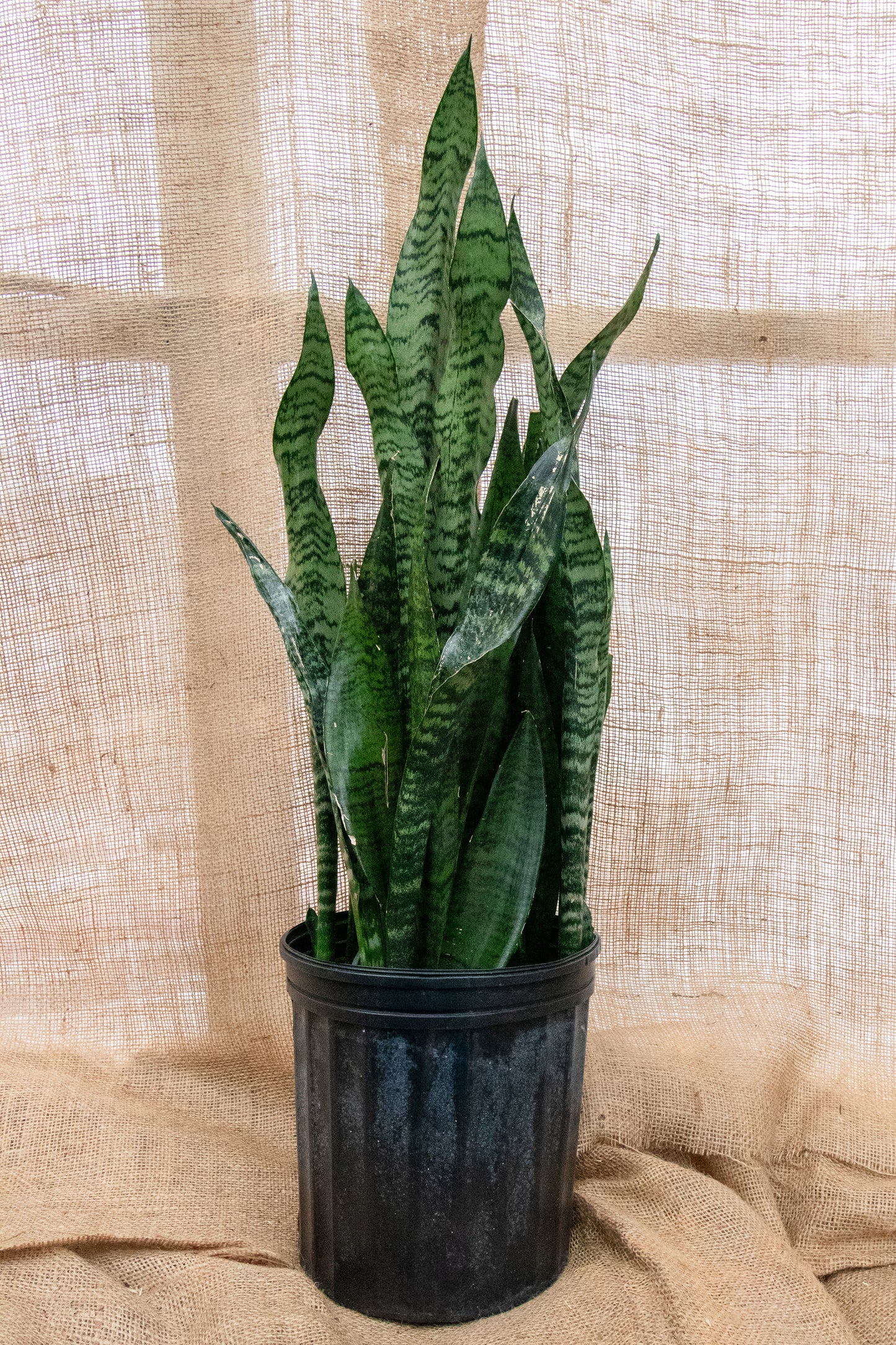 Snake Plant