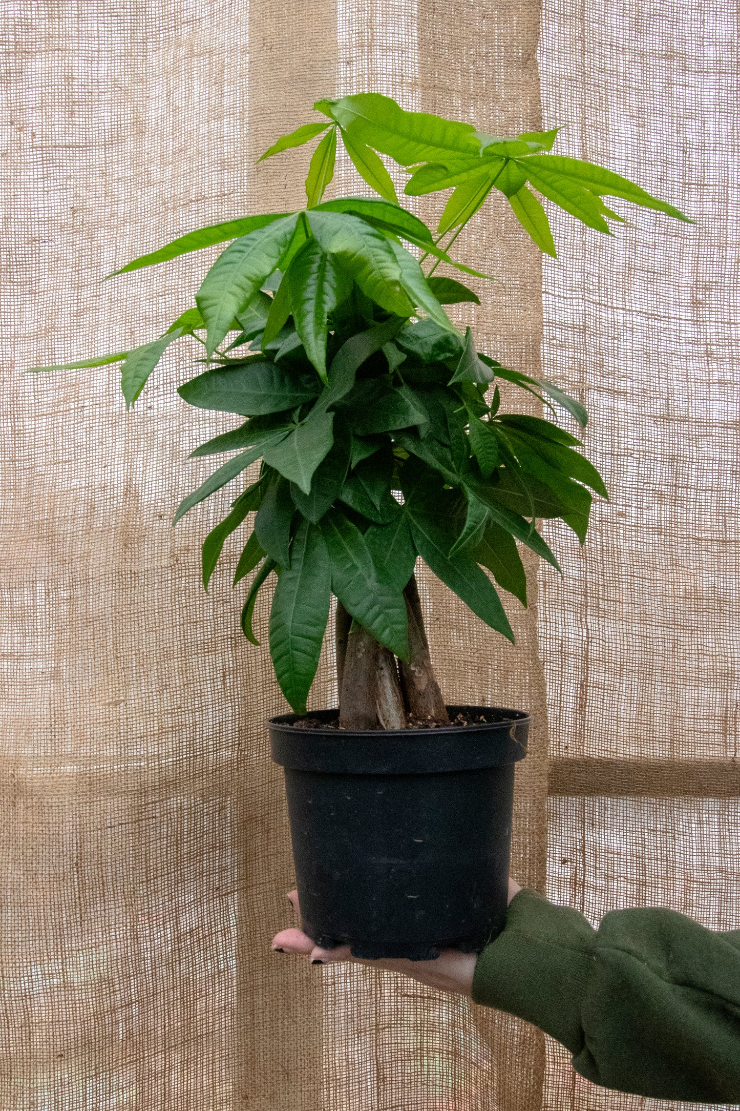 Money Tree - Braided