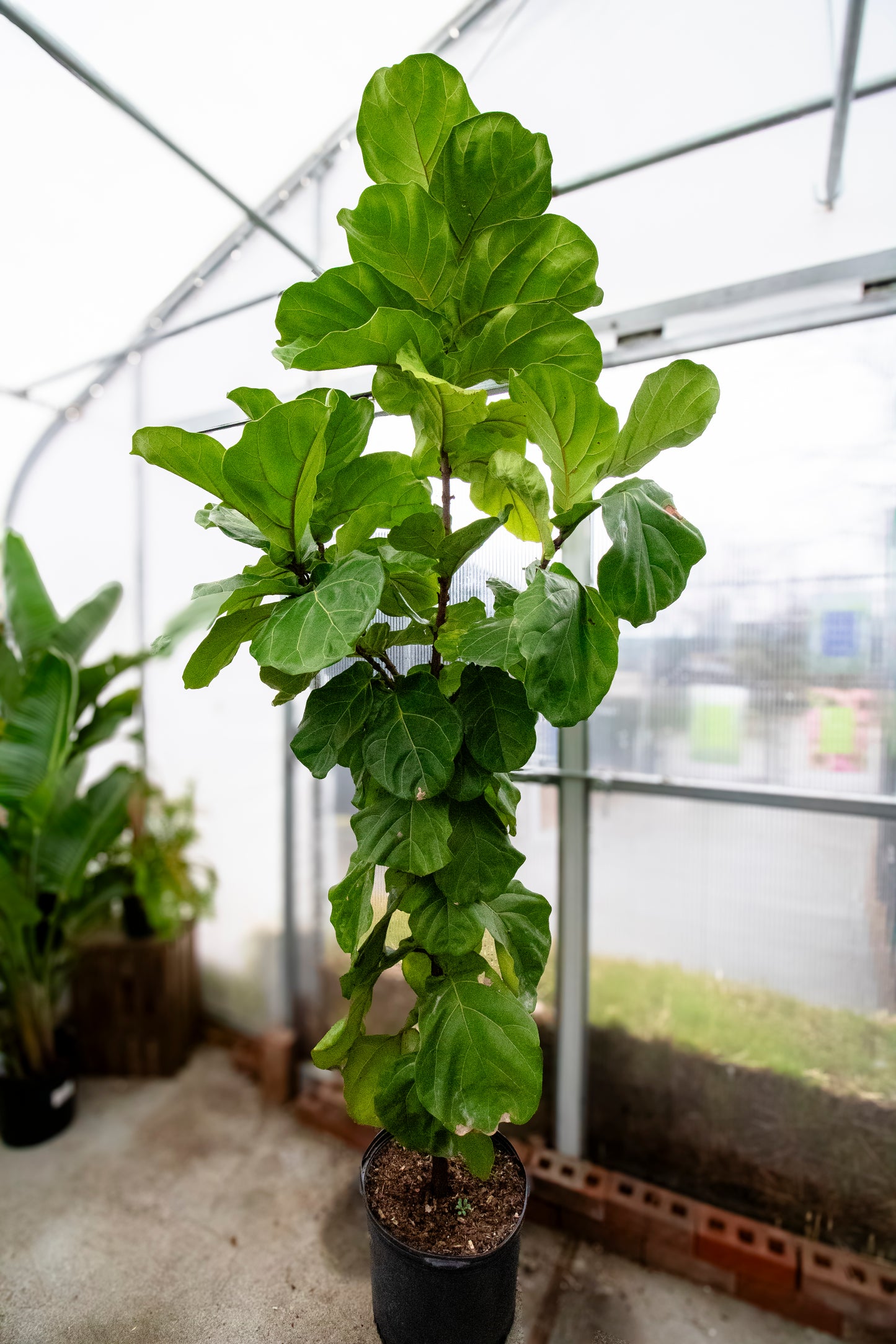 Fiddle Leaf Fig