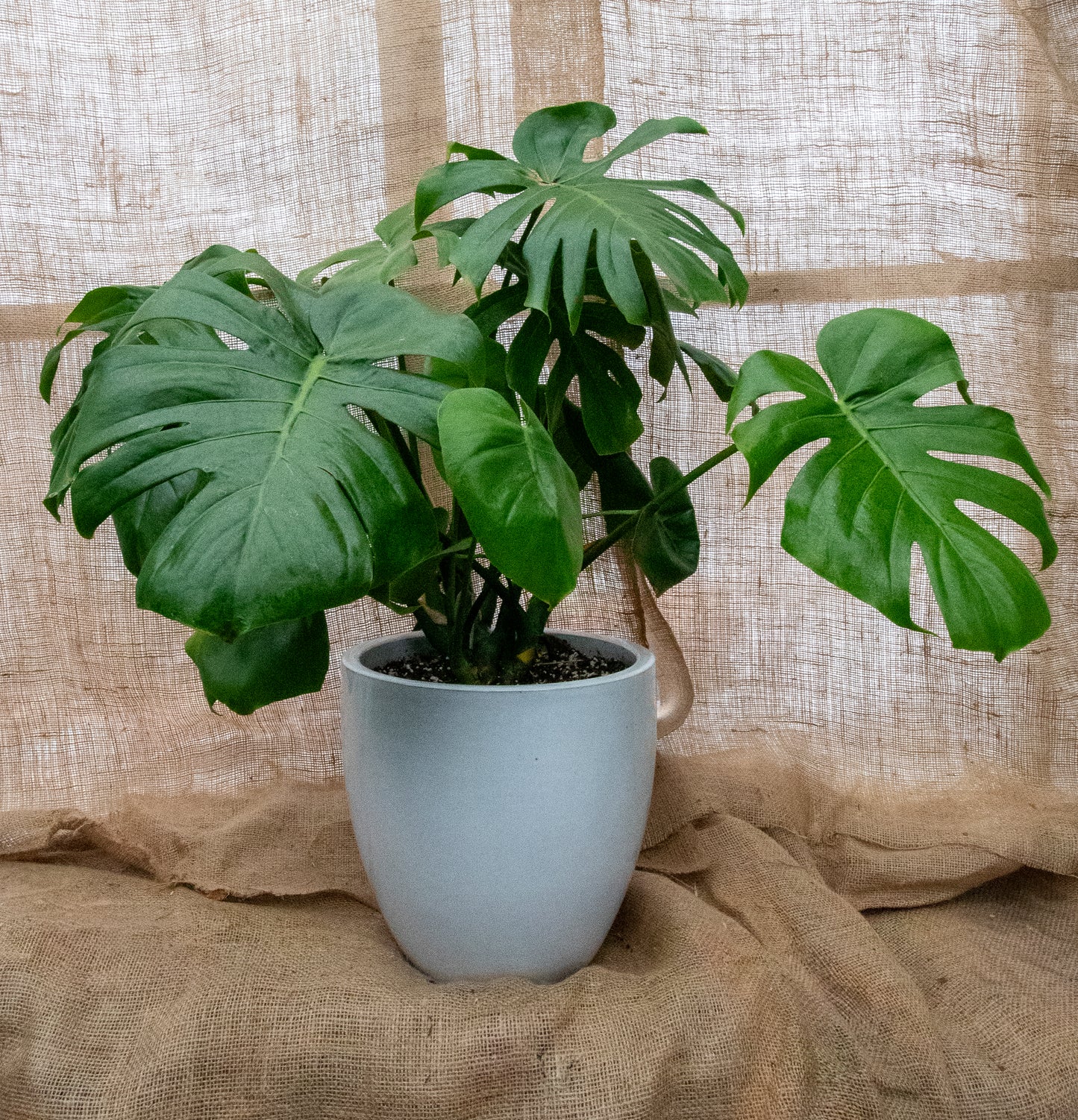 Monstera Deliciosa