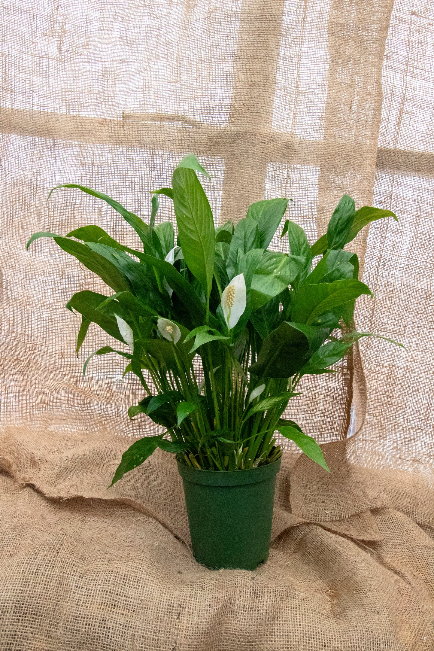 Peace Lily