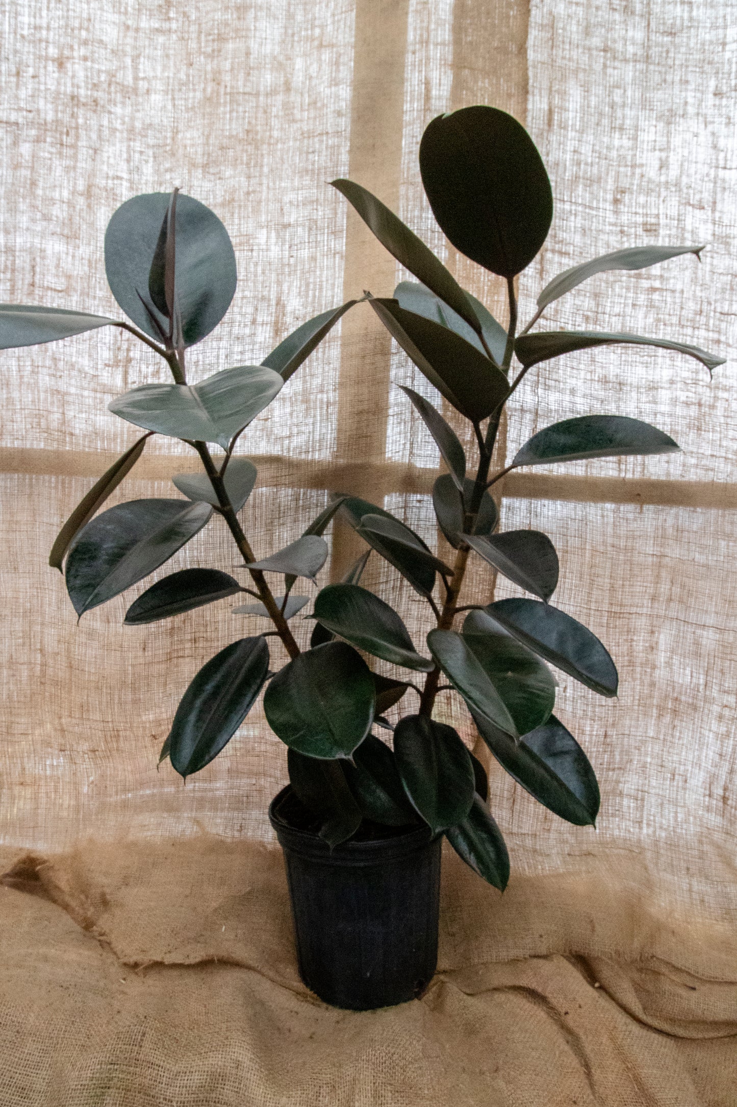 Ficus Burgundy - Rubber Plant