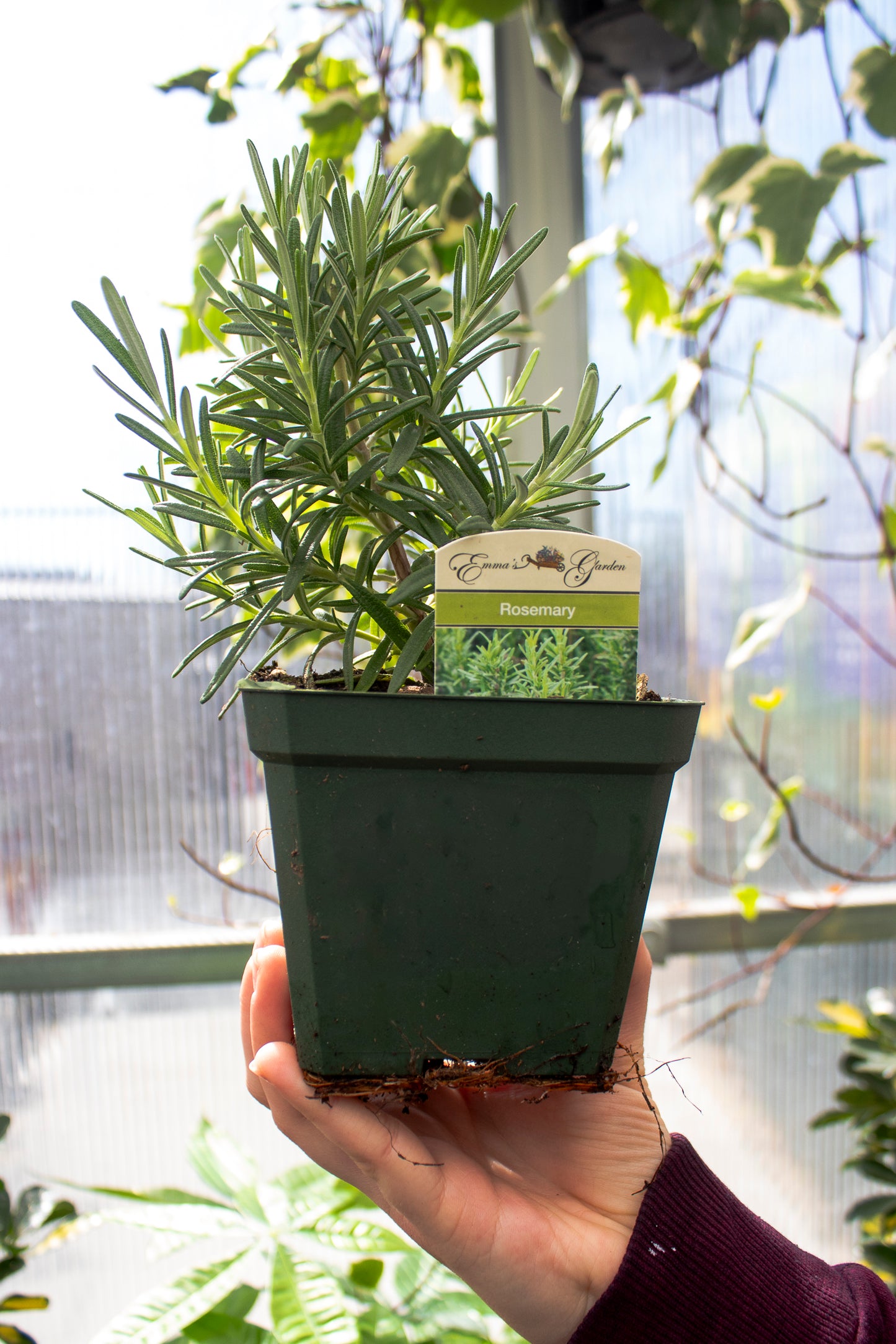 Rosemary