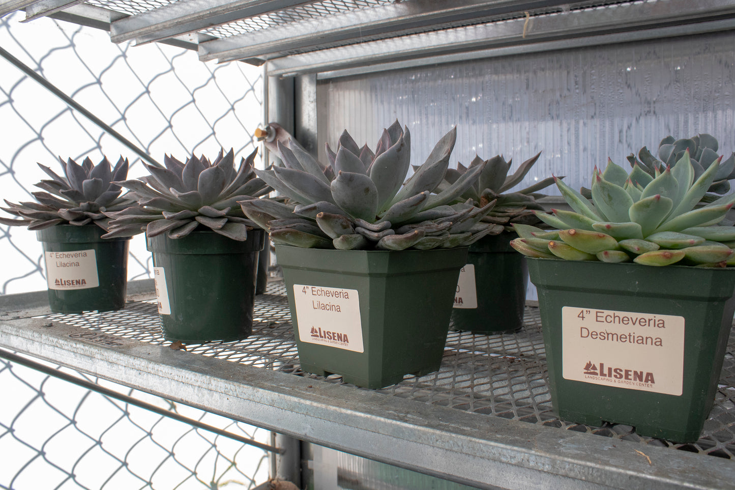 Echeveria