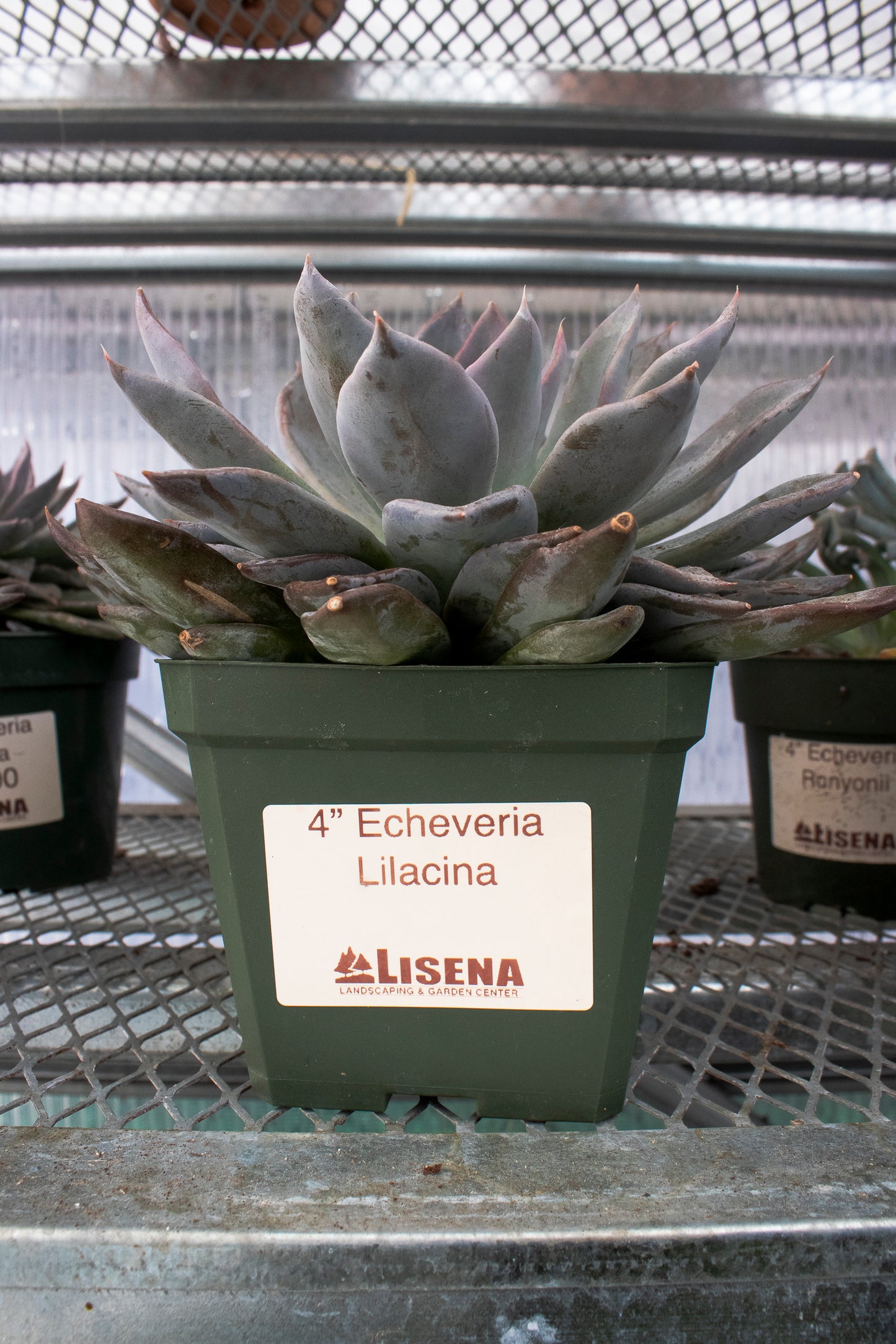 Echeveria