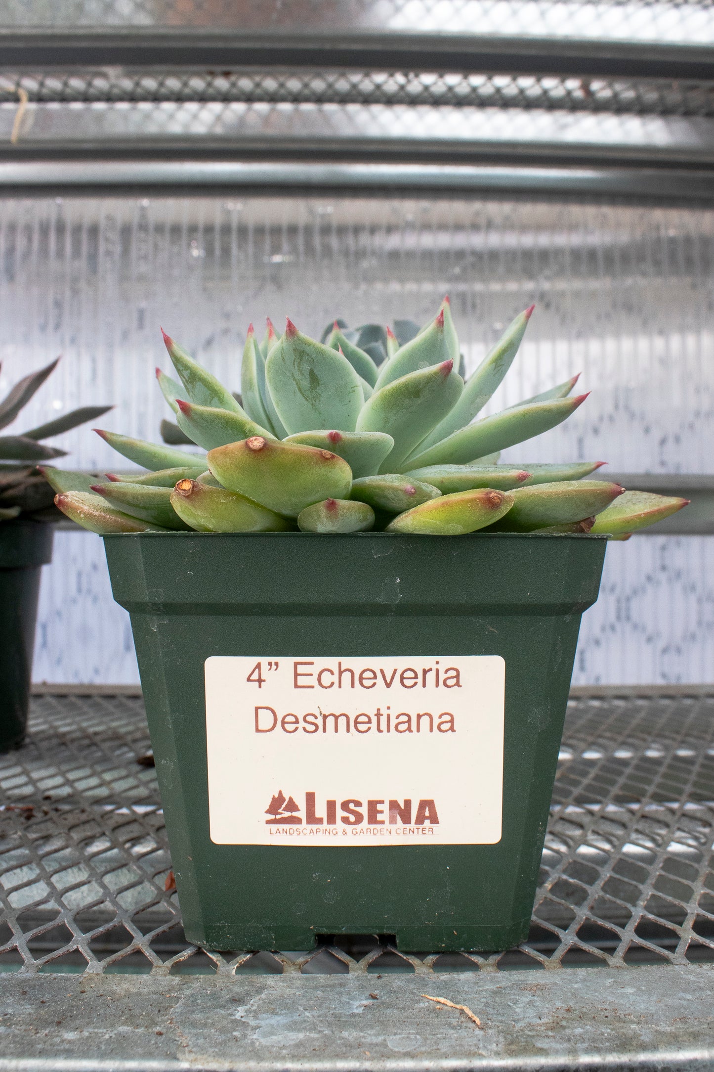 Echeveria