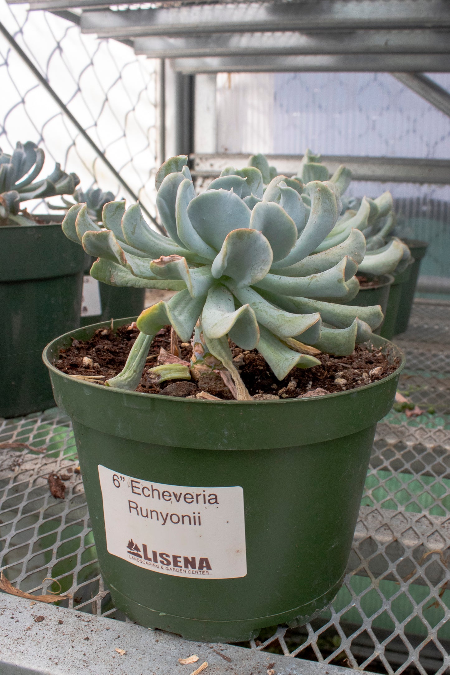 Echeveria