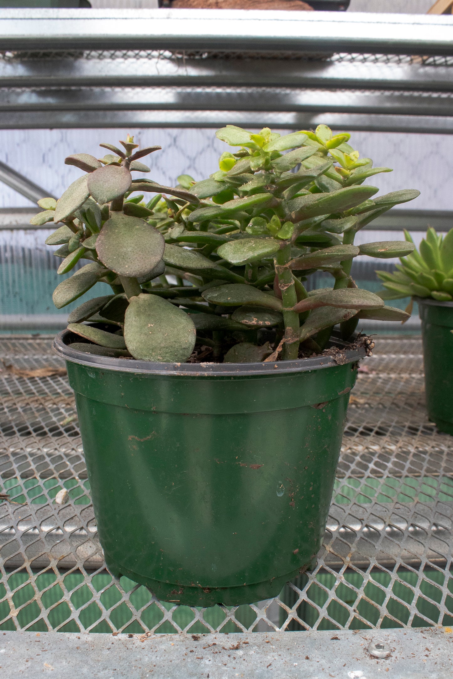 Jade Plant