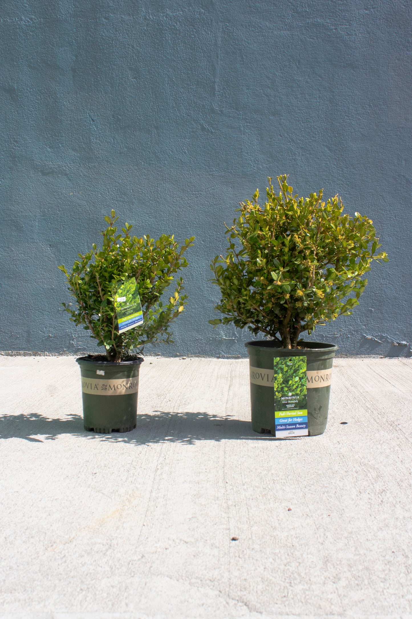 Boxwood - Winter Gem