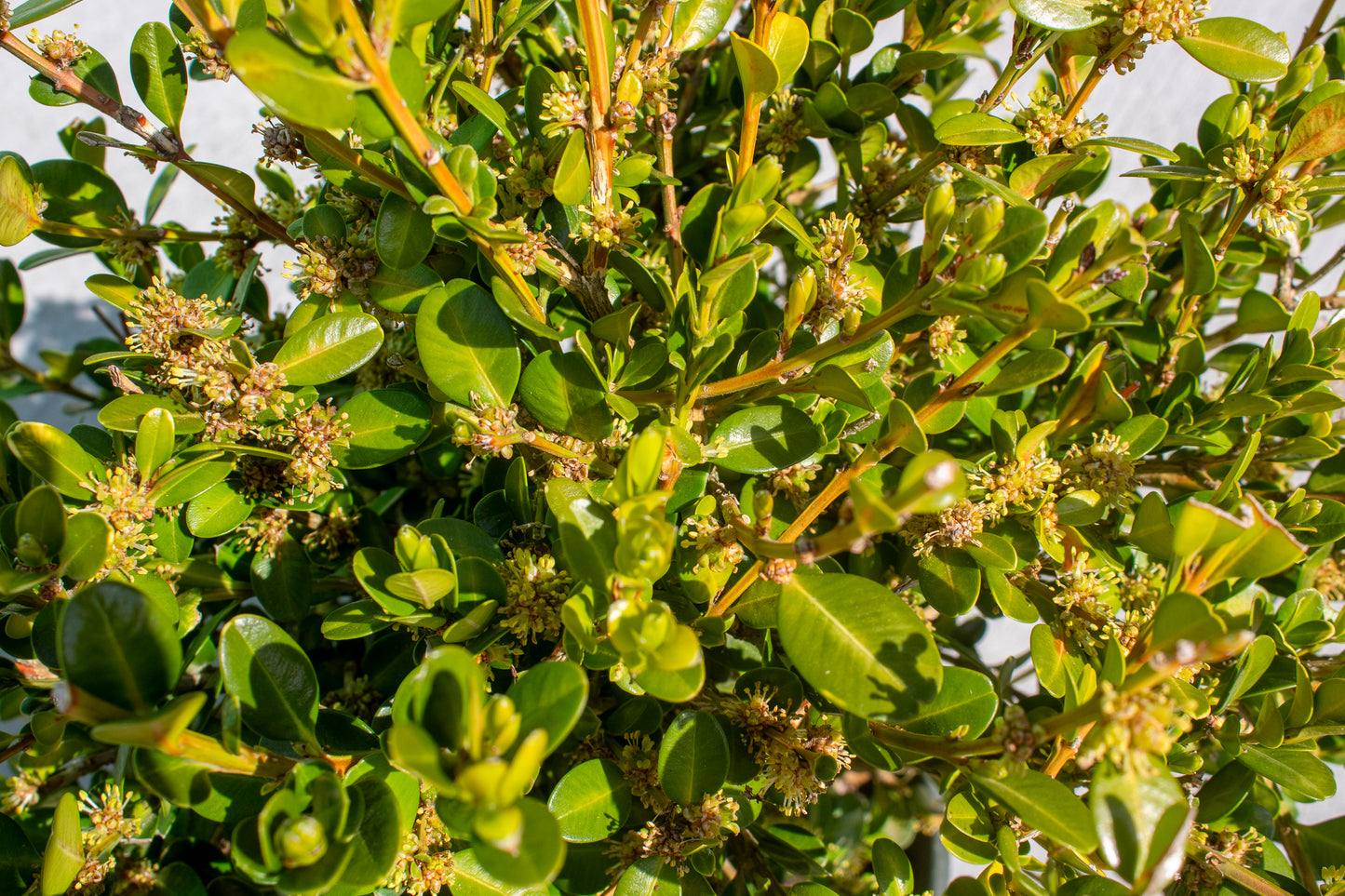Boxwood - Winter Gem