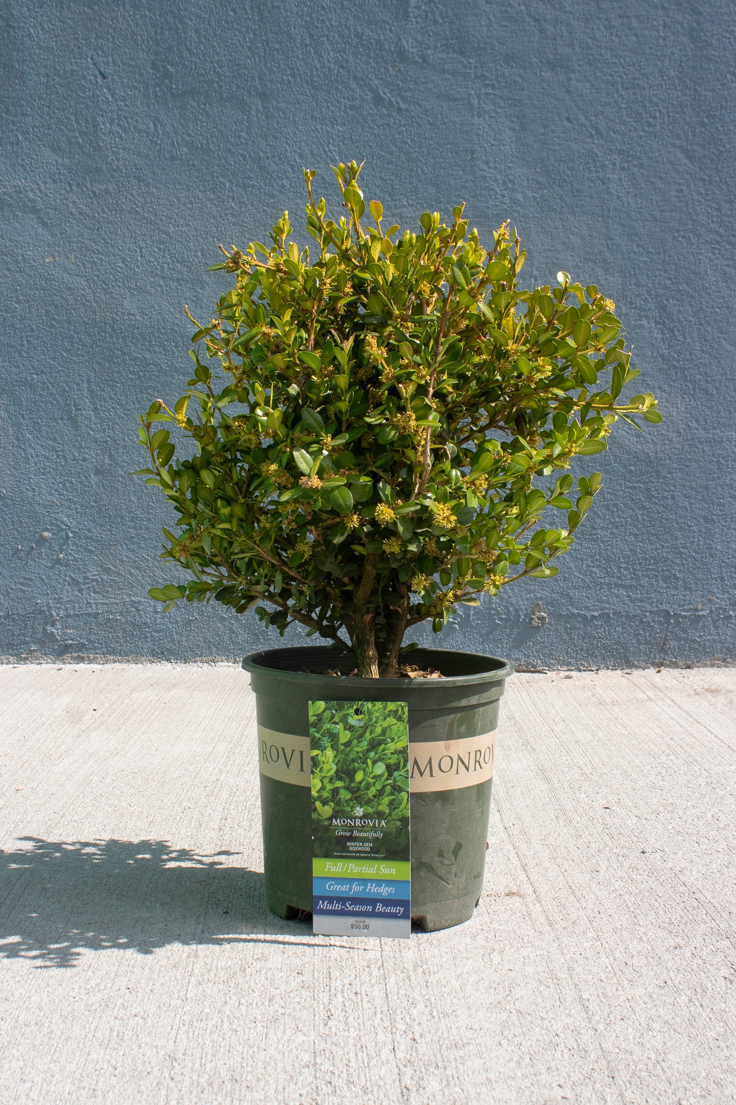 Boxwood - Winter Gem