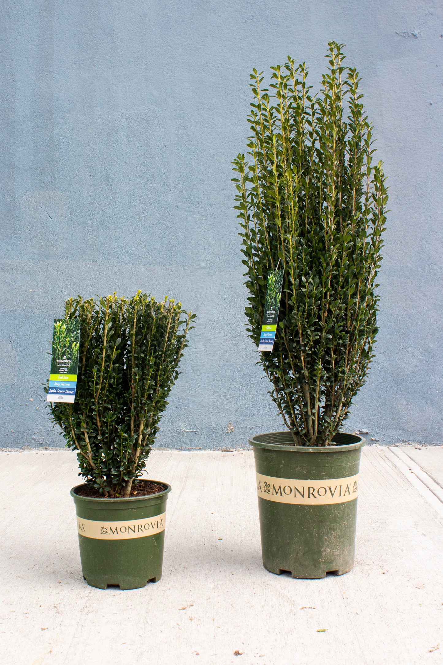 Sky Pencil Japanese Holly (Ilex)
