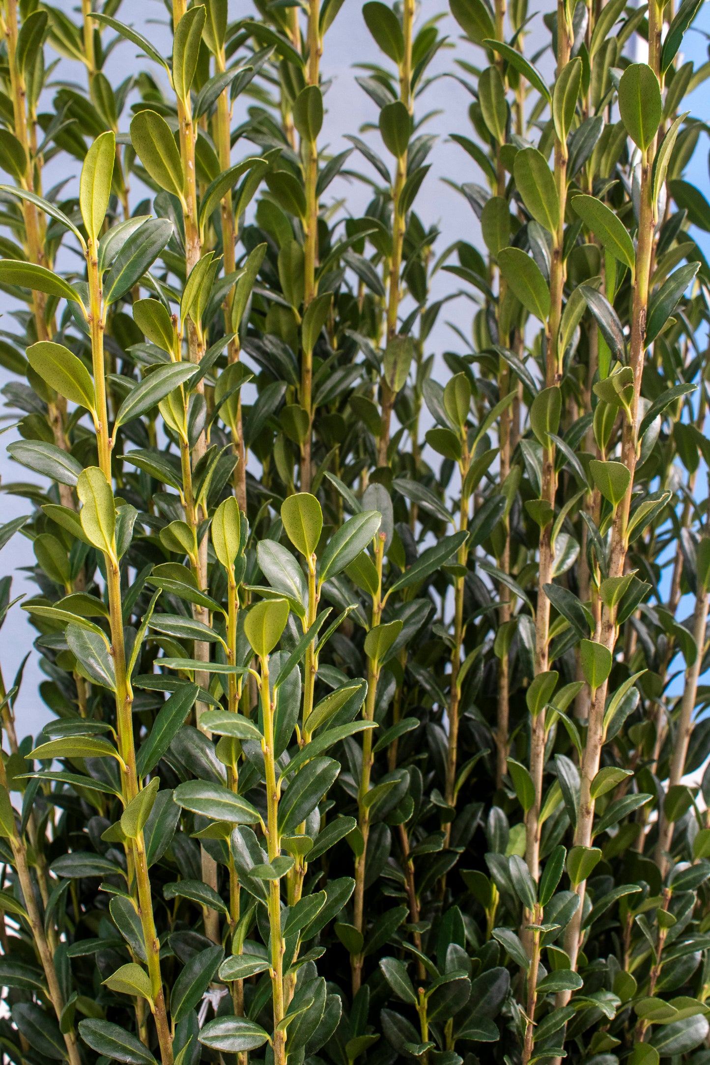 Sky Pencil Japanese Holly (Ilex)