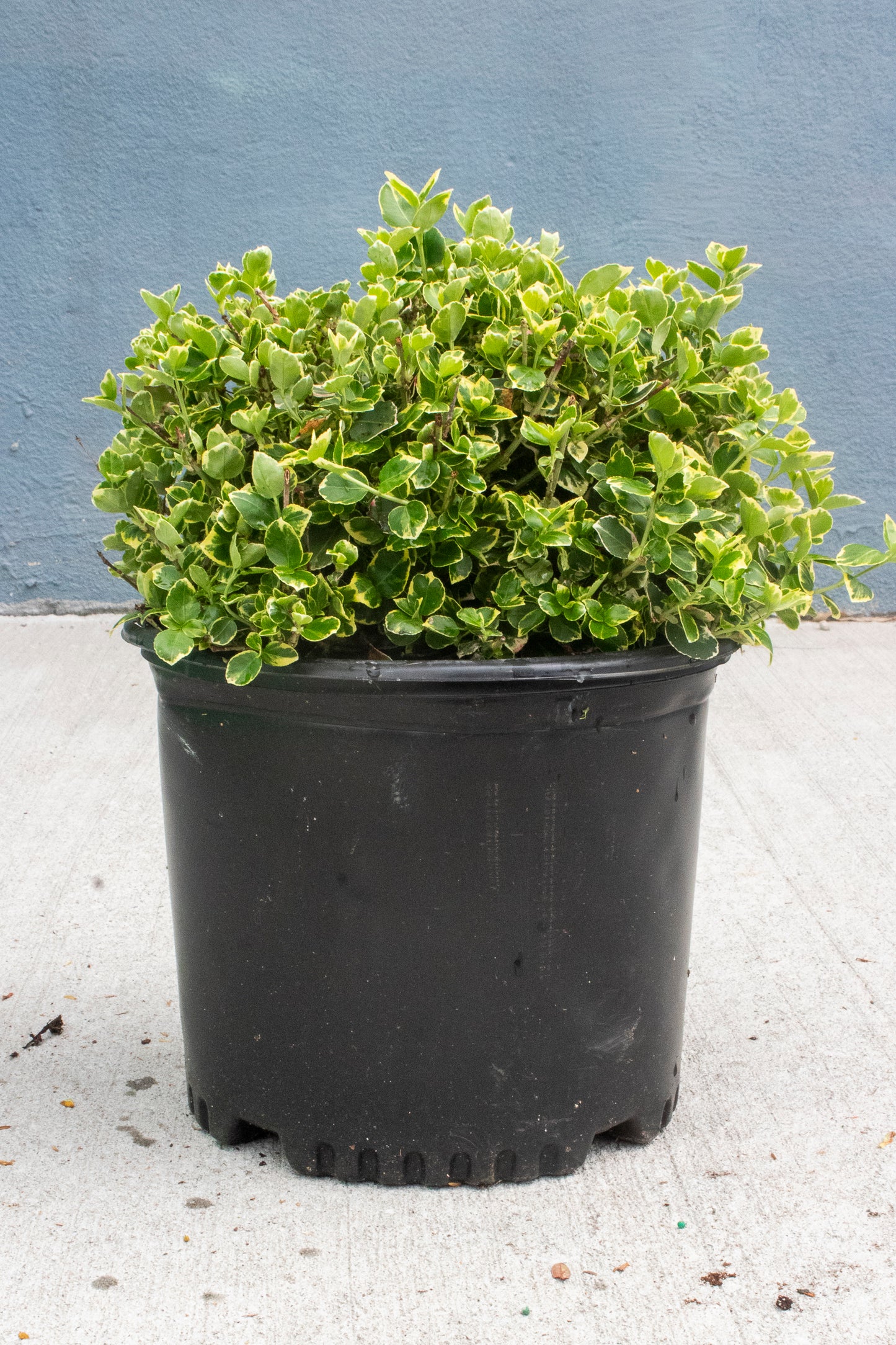 Euonymus - Emerald Gaiety Wintercreeper