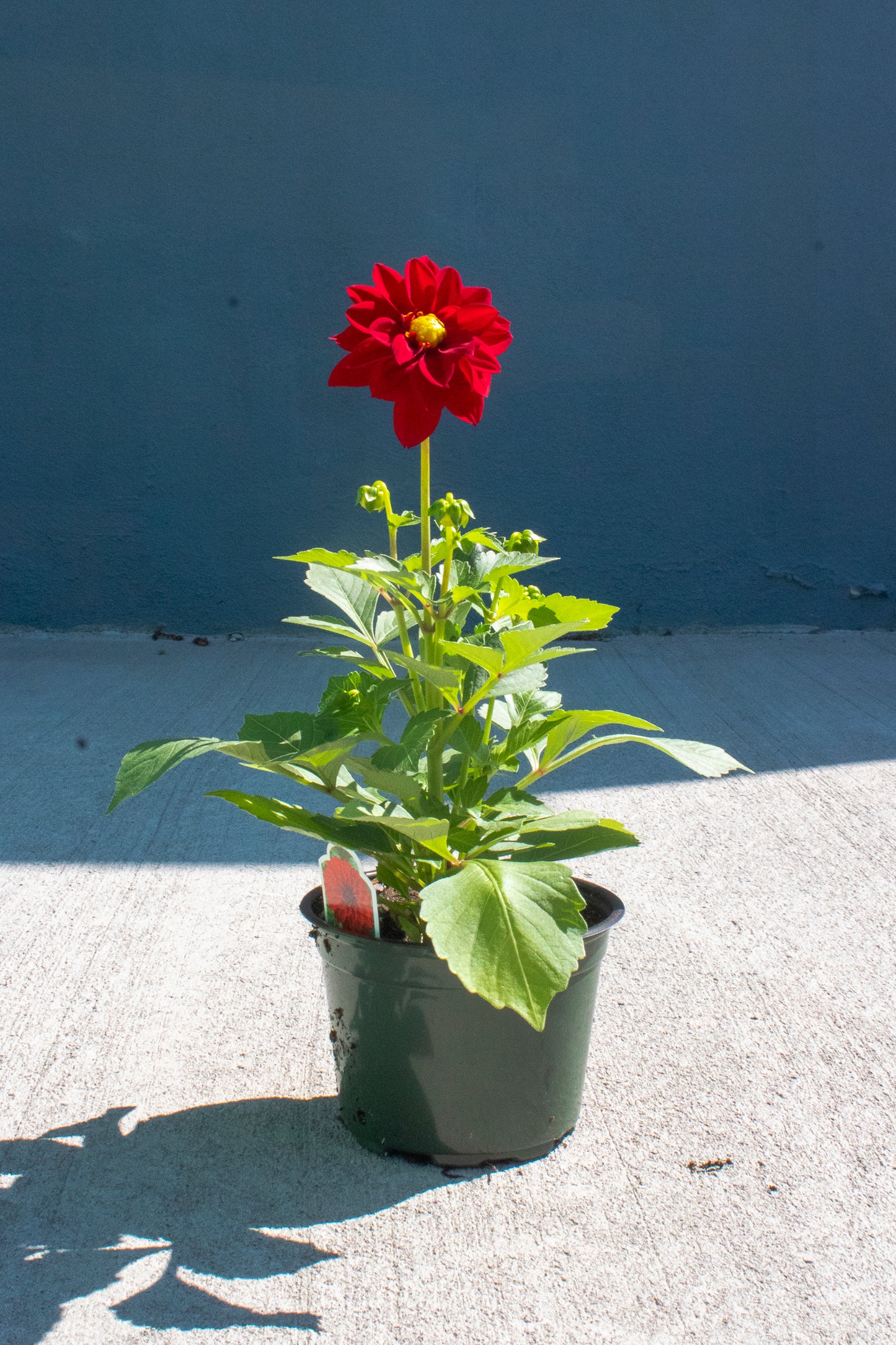Dahlia
