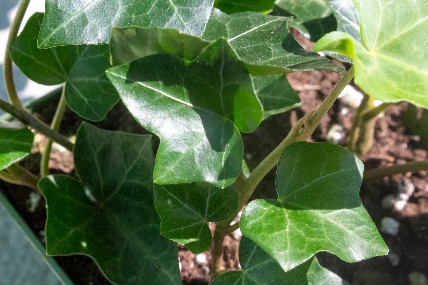 Ivy