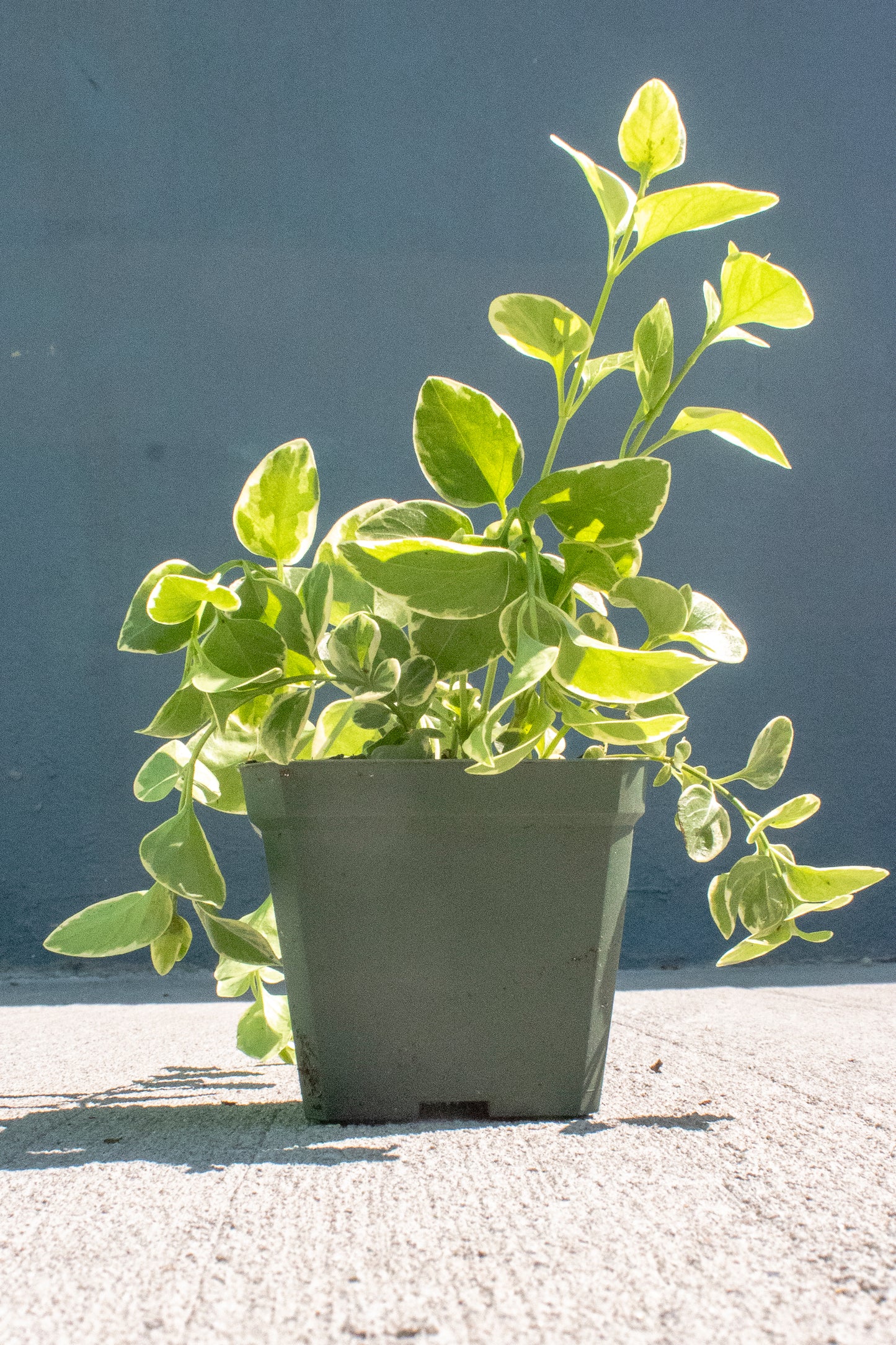 Vinca