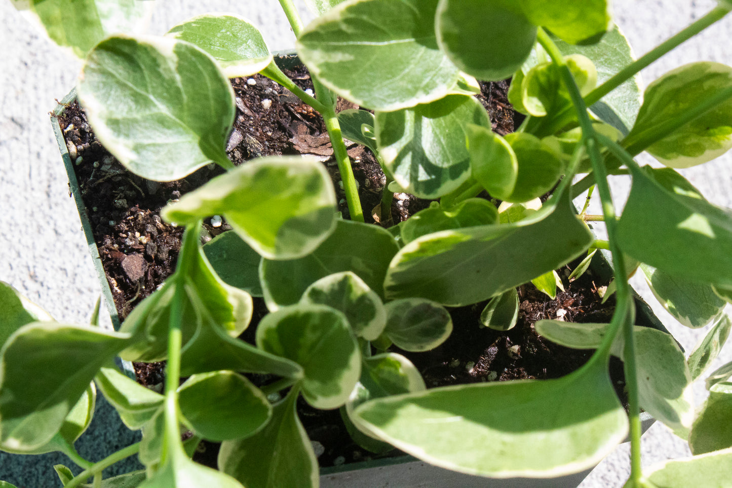 Vinca