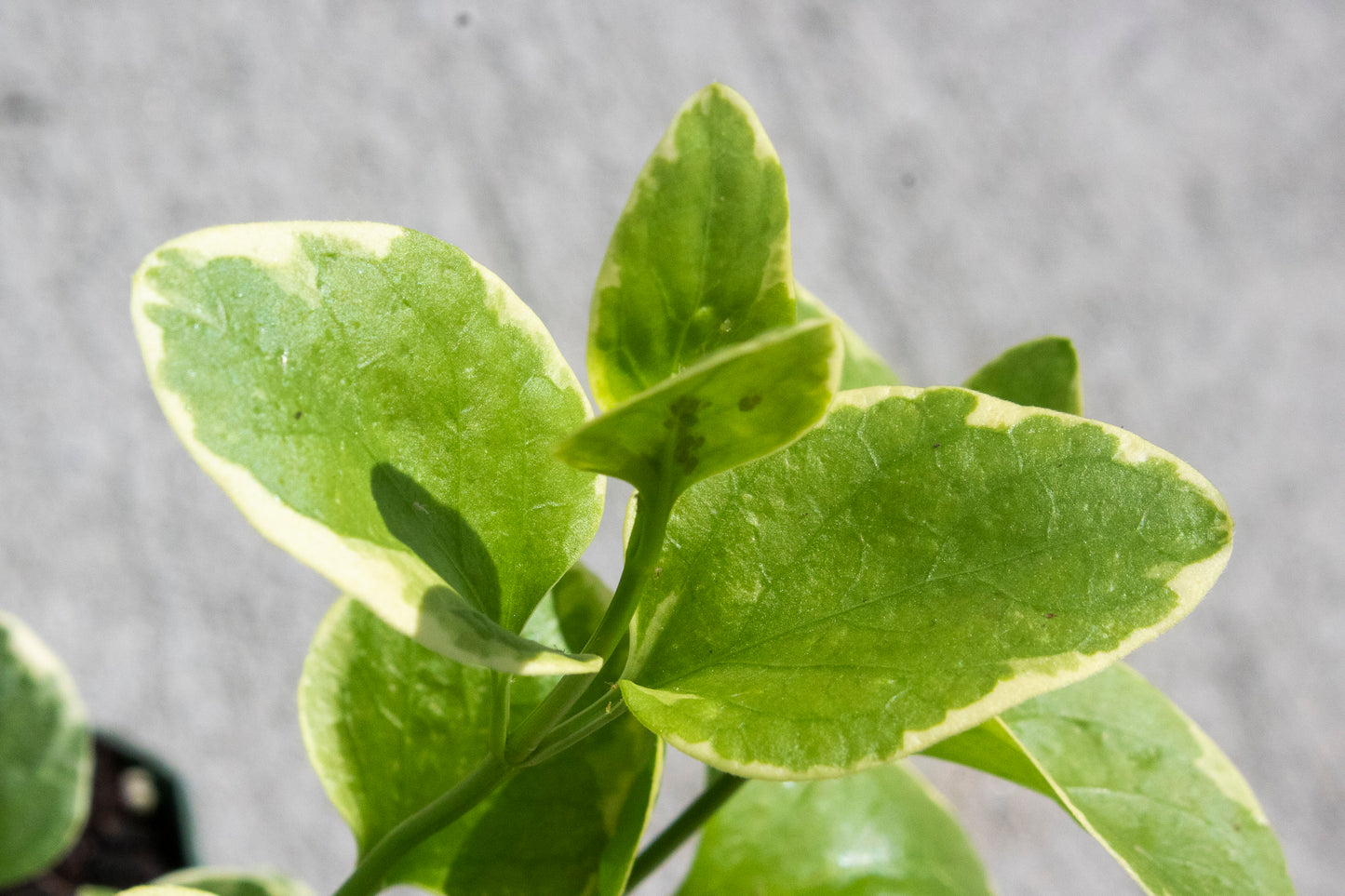 Vinca