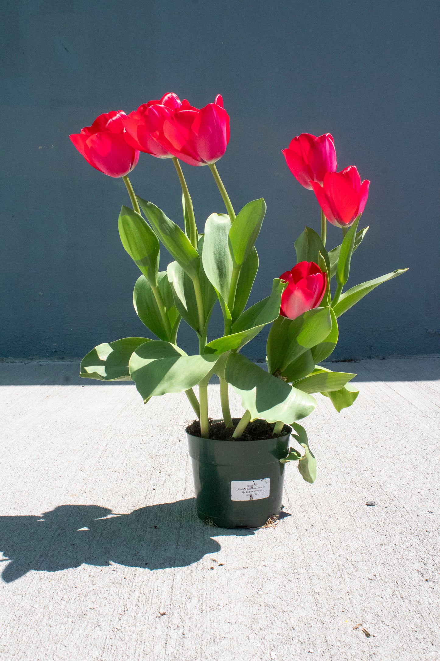 Tulip