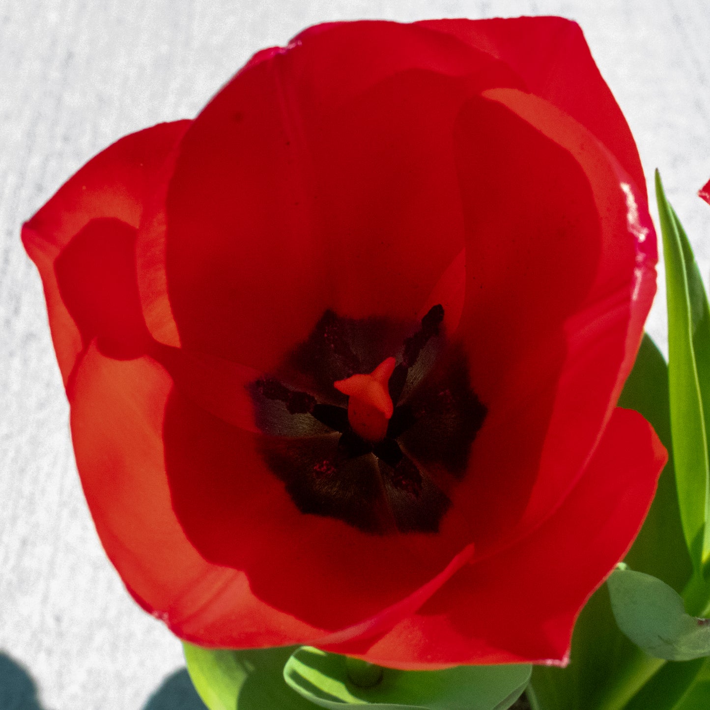 Tulip