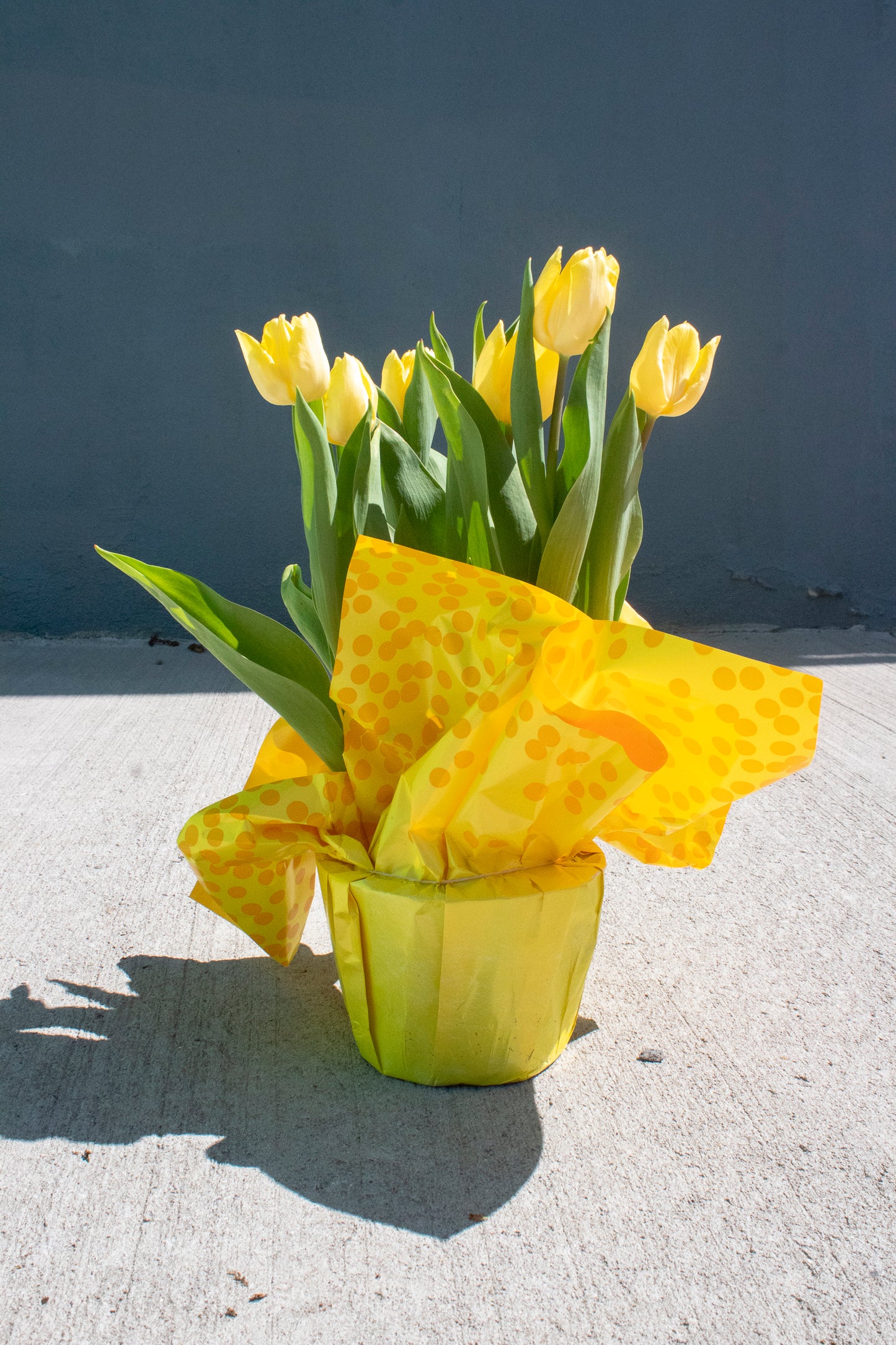 Tulip