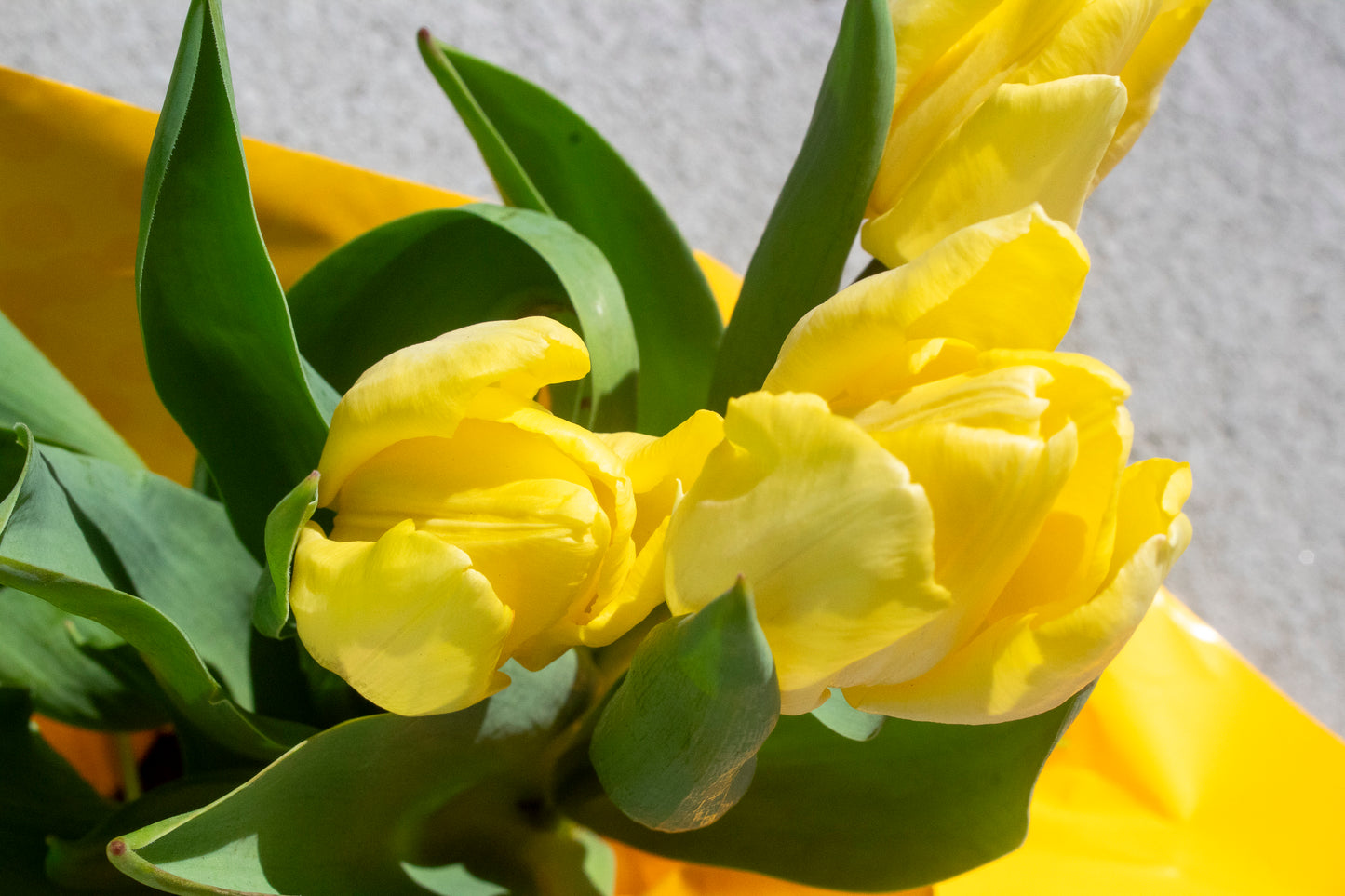 Tulip