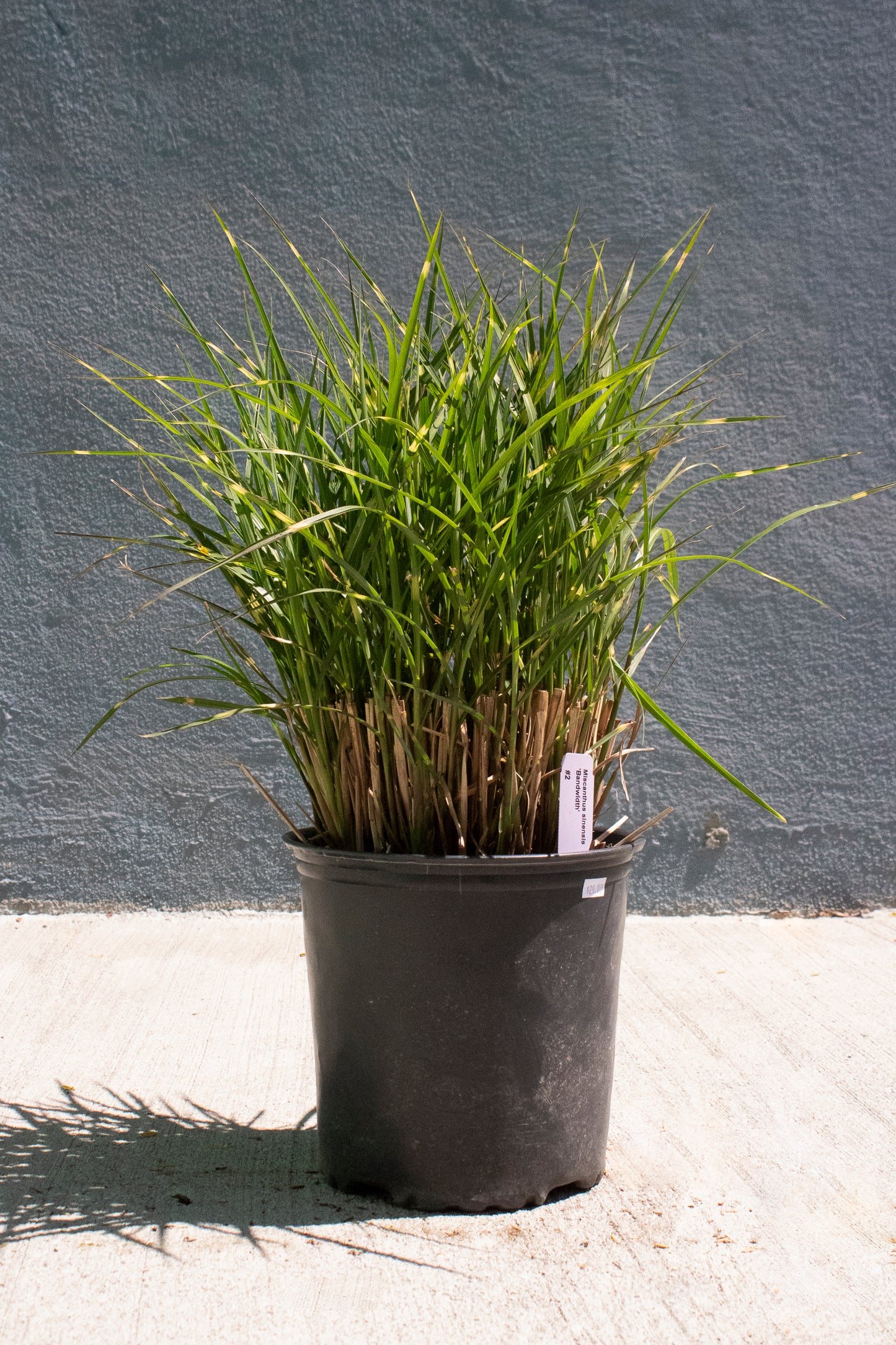 Miscanthus Sinensis - Bandwidth