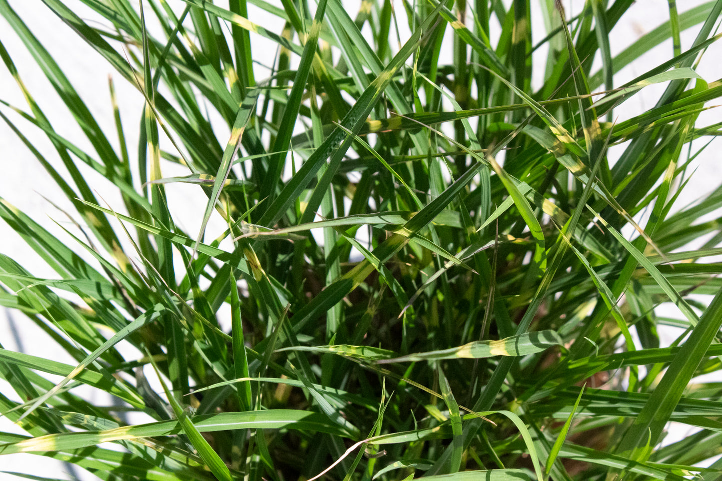 Miscanthus Sinensis - Bandwidth