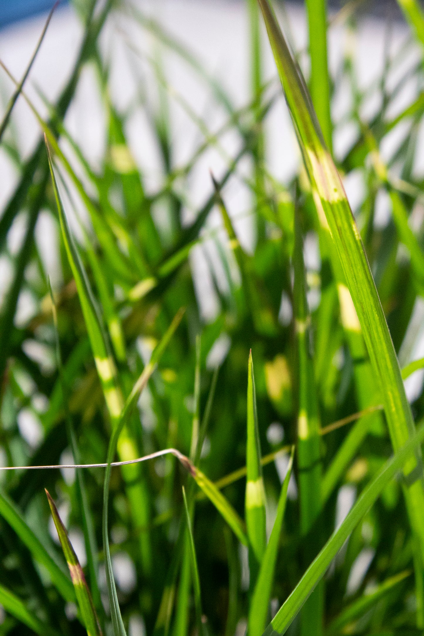 Miscanthus Sinensis - Bandwidth