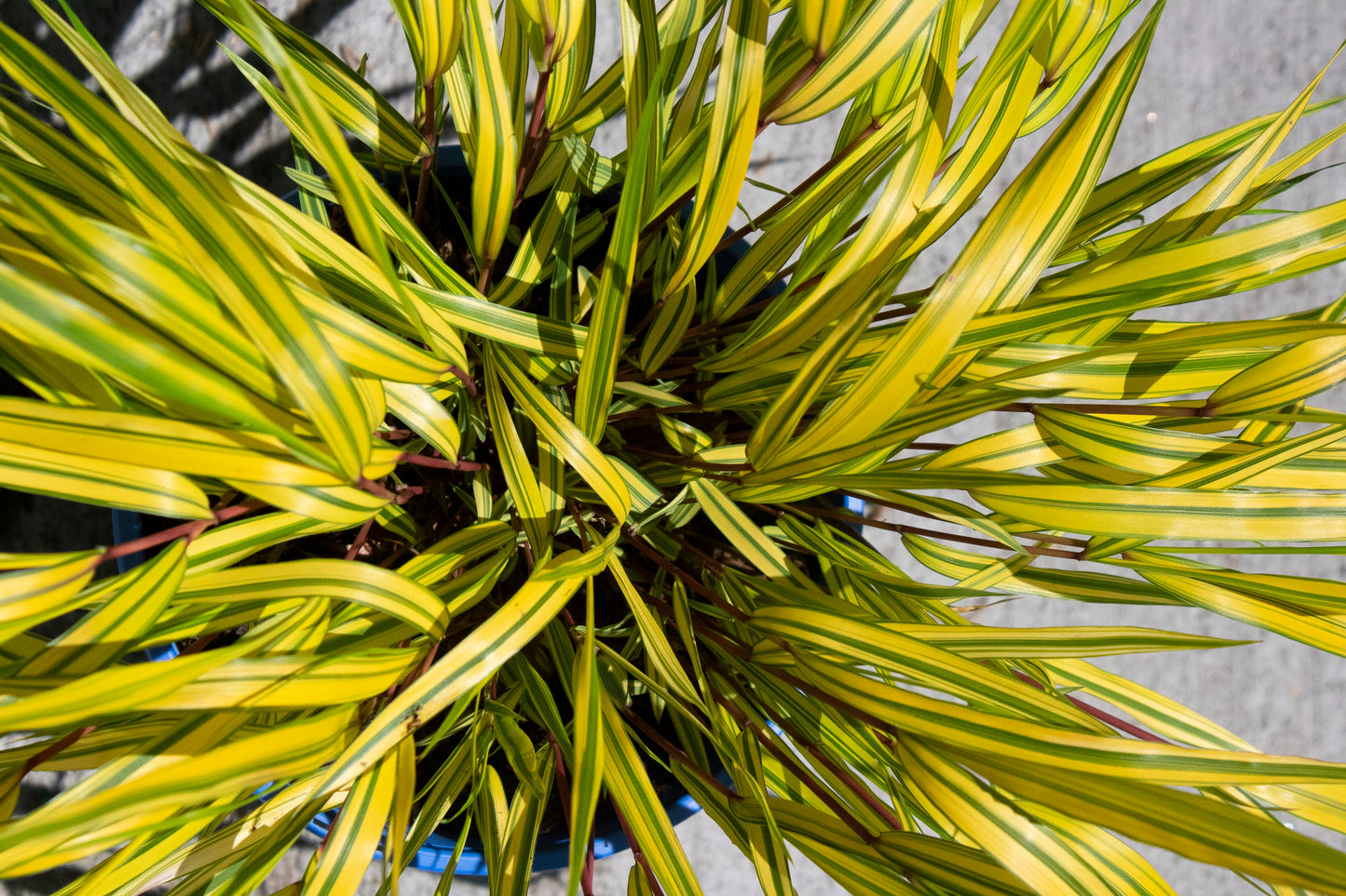 Variegated Japanese Forest Grass