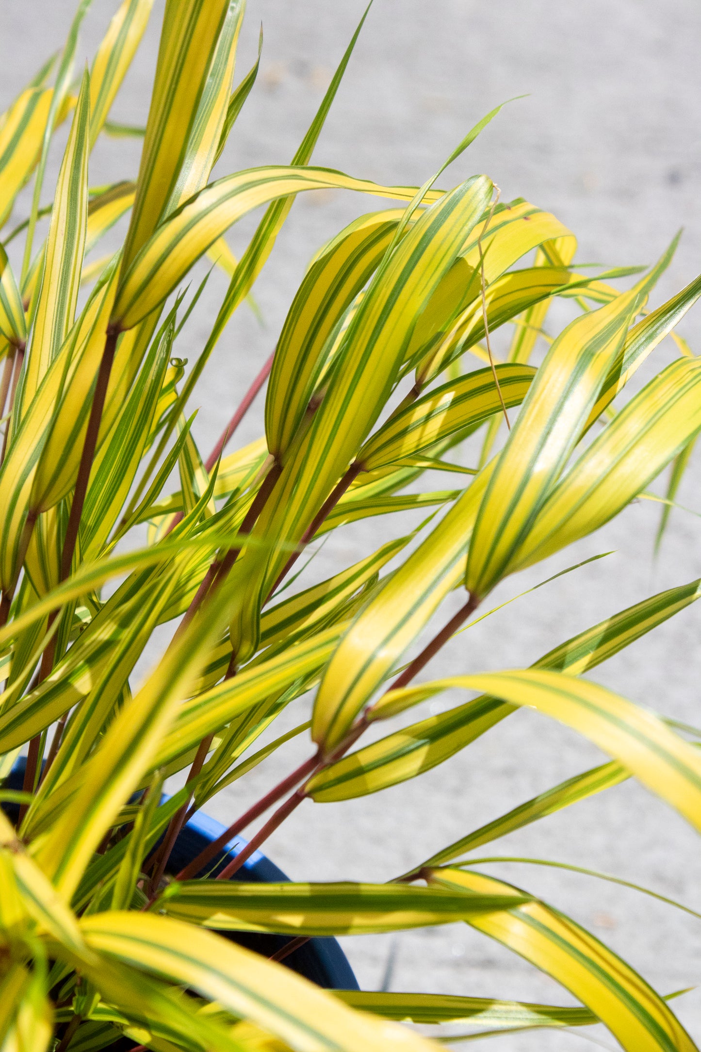 Variegated Japanese Forest Grass