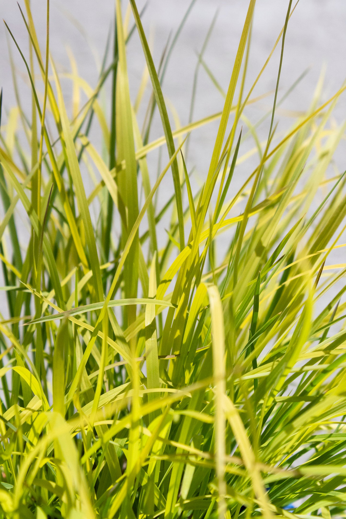 Little Bluestem